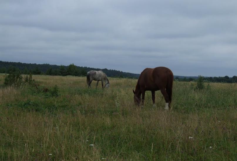 Франкопіль з panoramio.com - Франкопіль