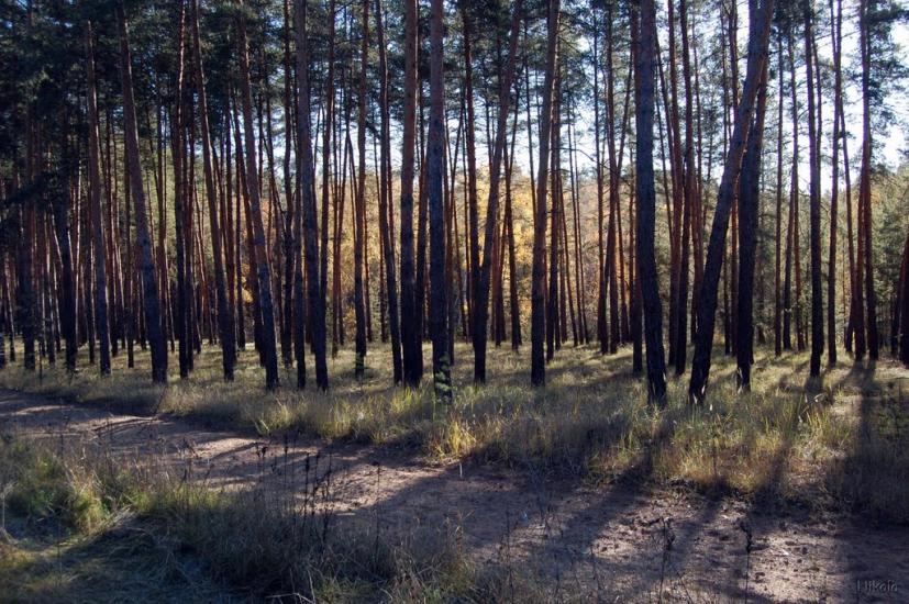 Осколонівка з panoramio.com - Осколонівка