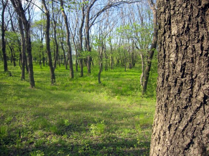 Каютине з panoramio.com - Kayutyne