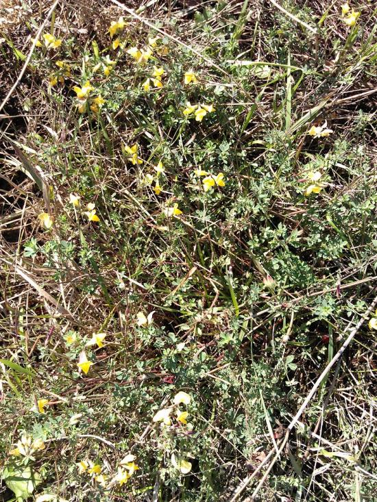 Великі Крушлинці з panoramio.com - Великі Крушлинці