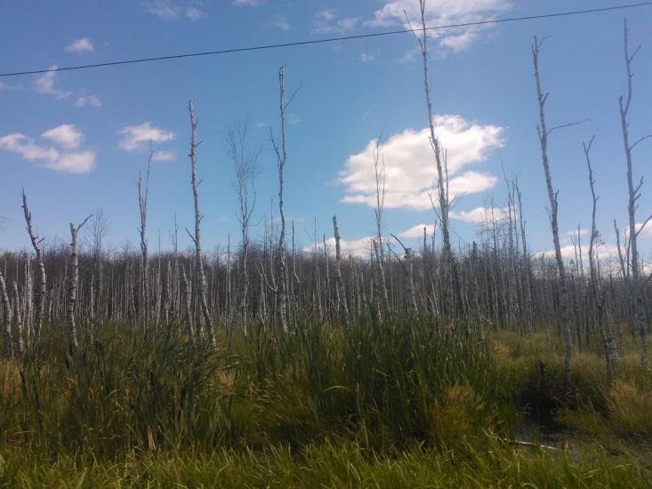 Перешпа з panoramio.com - Перешпа