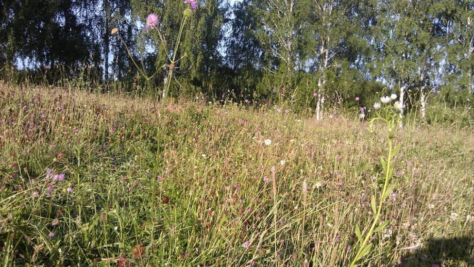 Понорниця з panoramio.com - Понорница