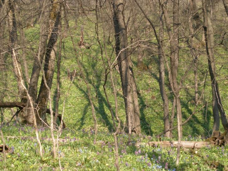 Зелений Гай з panoramio.com - Zelenyy Gay