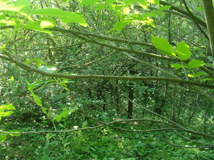 Давидківці з panoramio.com - Давидківці
