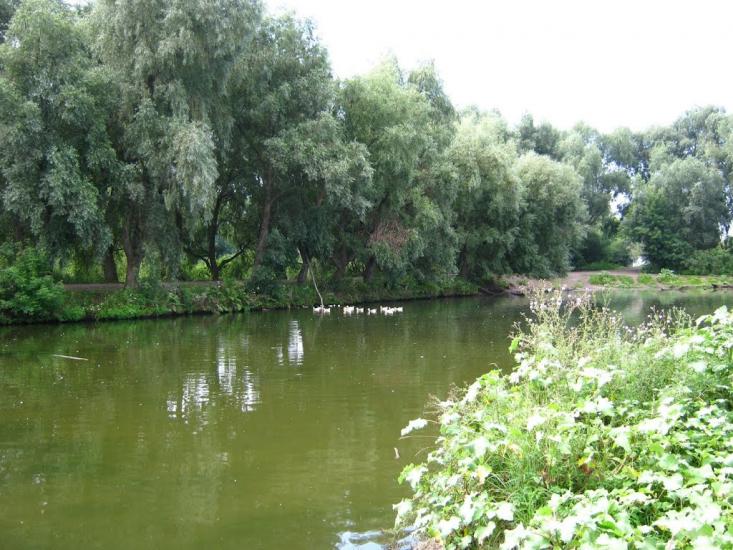 Підлісне з panoramio.com - Підлісне