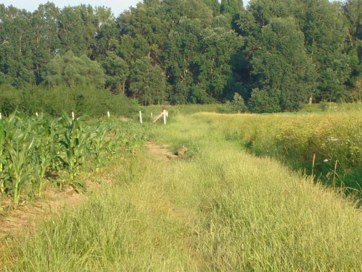 Соловка з panoramio.com - Соловка