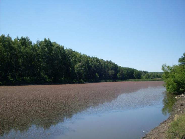 Шура-Бондурівська з panoramio.com - Шура-Бондурівська