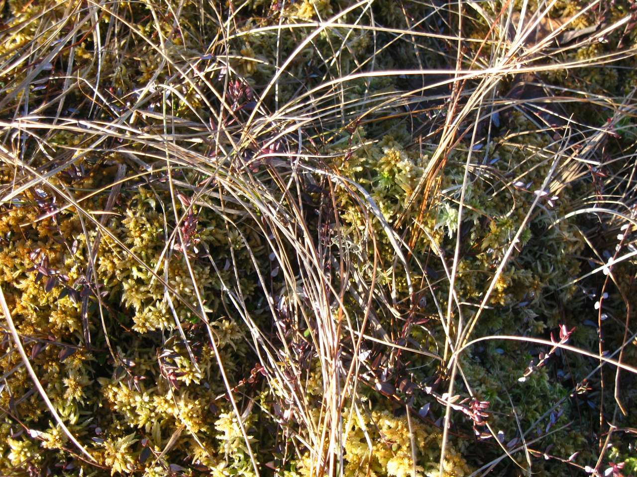 РОПЛЄНКЕ - Небылов