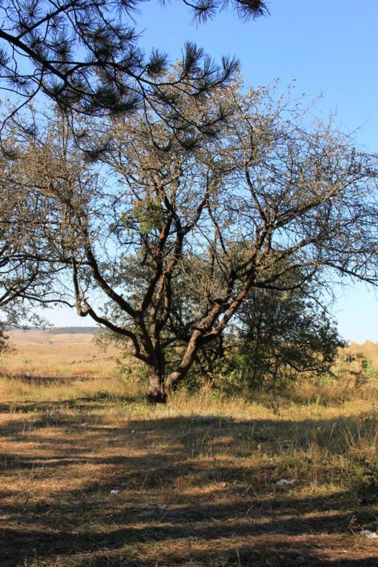 Денисівка з panoramio.com - Денисівка