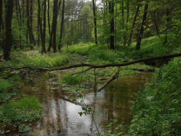 Дев'ятир з panoramio.com - Девятир