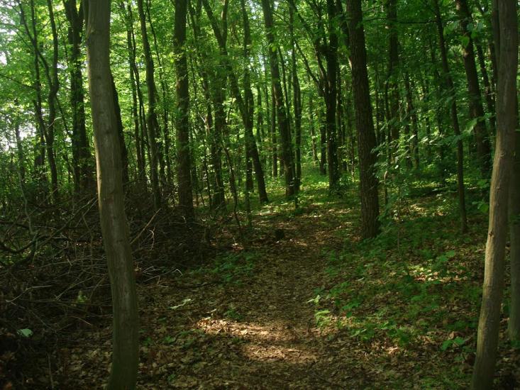 Стуфчинці з panoramio.com - Стуфчинці