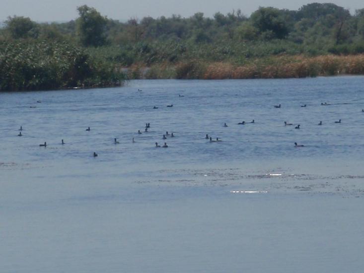 Градениці з panoramio.com - Градениці