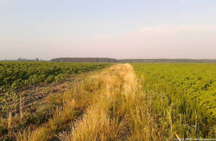 Бурківка з panoramio.com - Бурковка