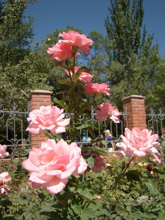 Кіровське з panoramio.com - Кіровське