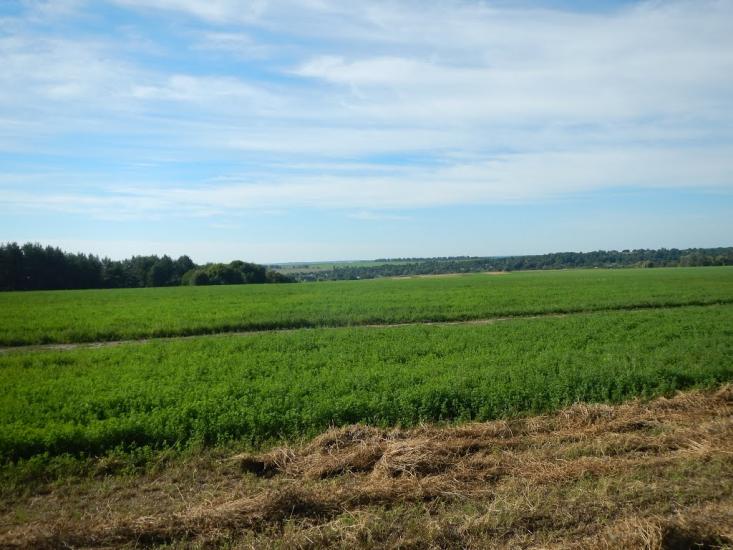 Черемошне з panoramio.com - Черемошне