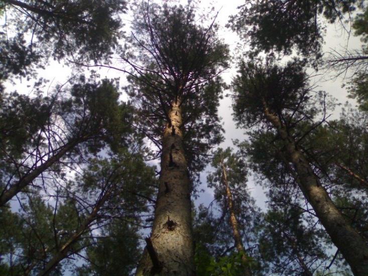 Дубровиця з panoramio.com - Дубровица