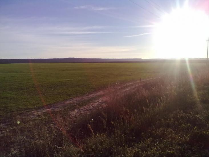Кошляки з panoramio.com - Кошляки