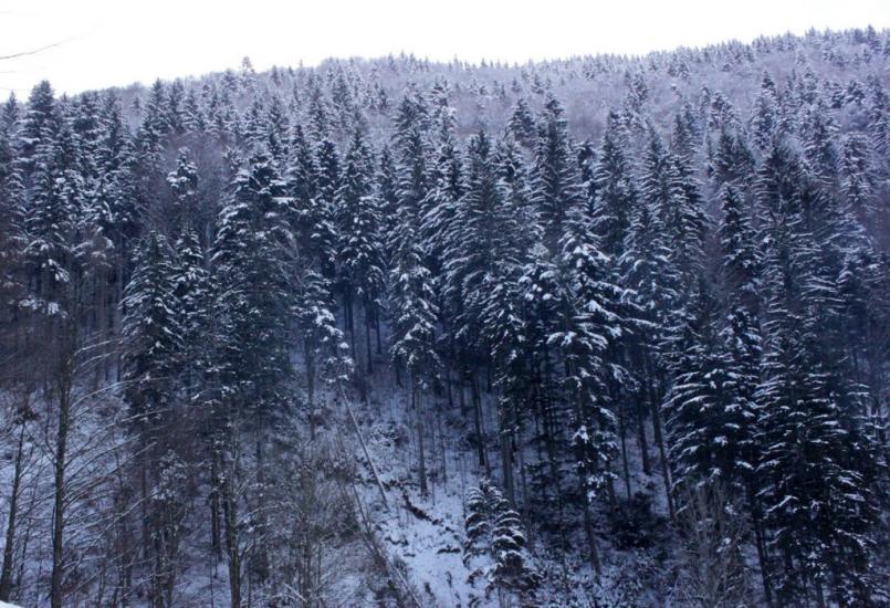 Кваси з panoramio.com - Квасы