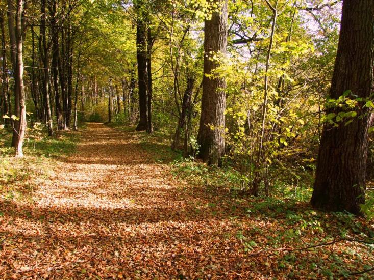 Будище з panoramio.com - Будище