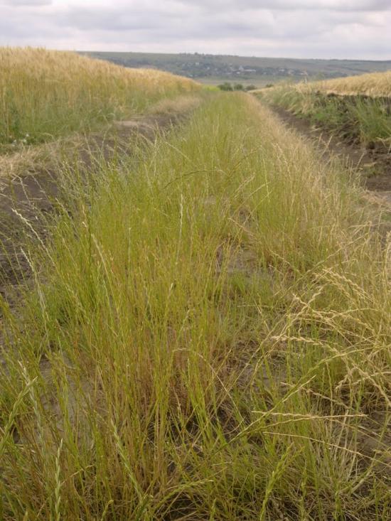 Юр'ївка з panoramio.com - Юр'ївка