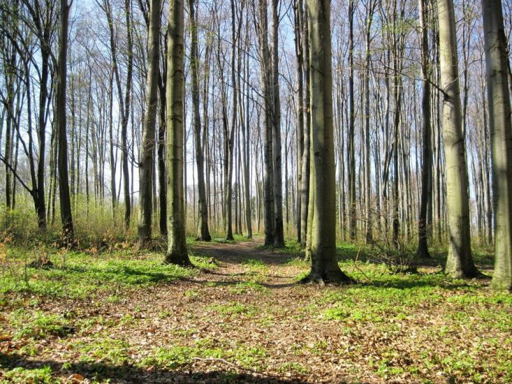 Старі Бросківці з panoramio.com - Старые Бросковцы
