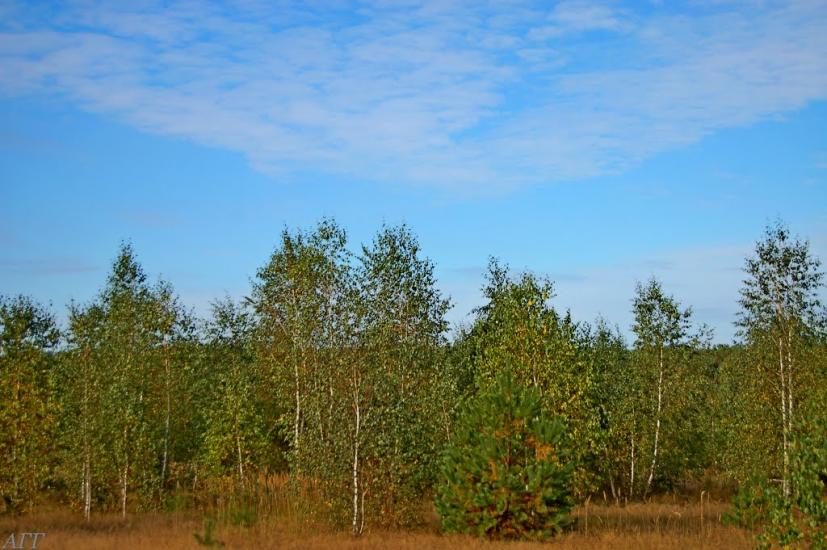 Велика Ведмежка з panoramio.com - Великая Ведмежка