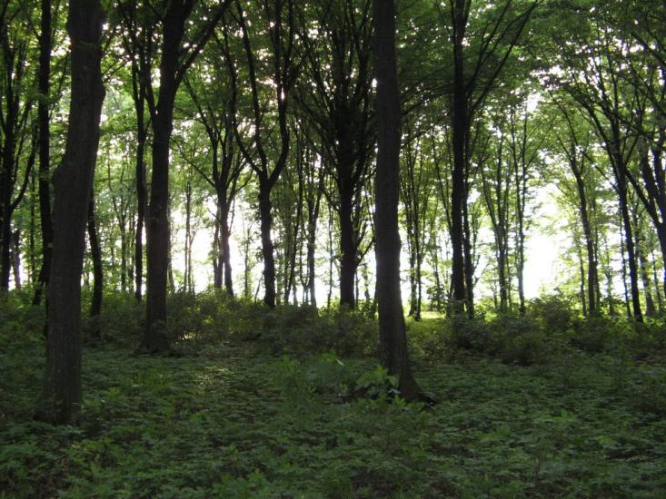 Романківці з panoramio.com - Романківці