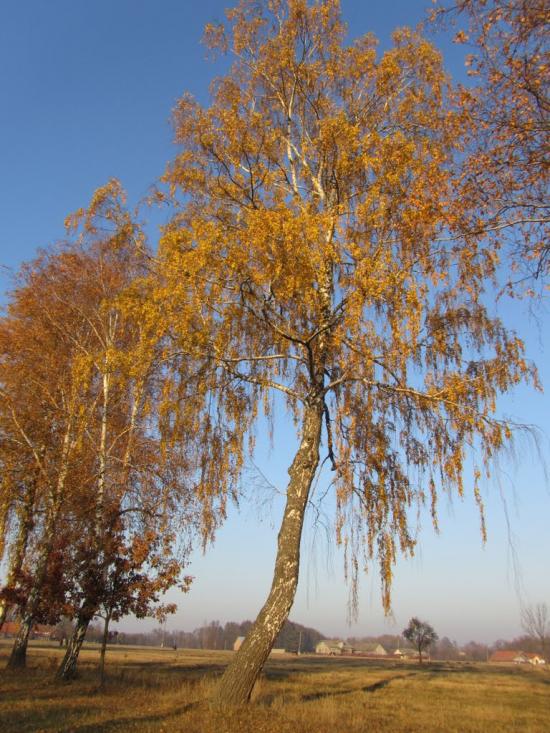 Лісна Слобідка з panoramio.com - Лісна Слобідка