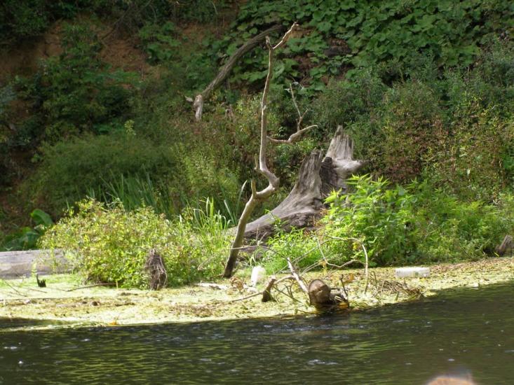 Щурівка з panoramio.com - Щуровка