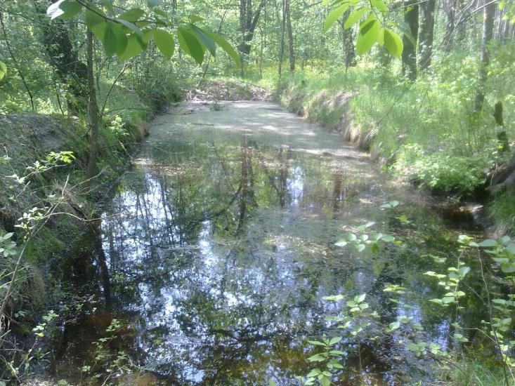 Скрипаї з panoramio.com - Скрипаи