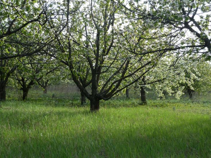 Володимирівка з panoramio.com - Владимировка