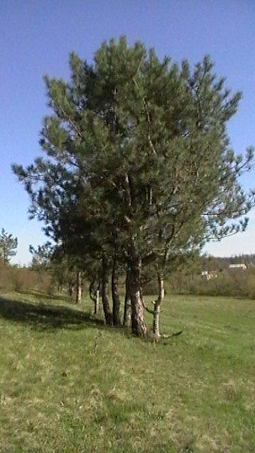Тростянець з panoramio.com - Тростянец