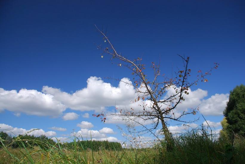 Вітрівка з panoramio.com - Вітрівка
