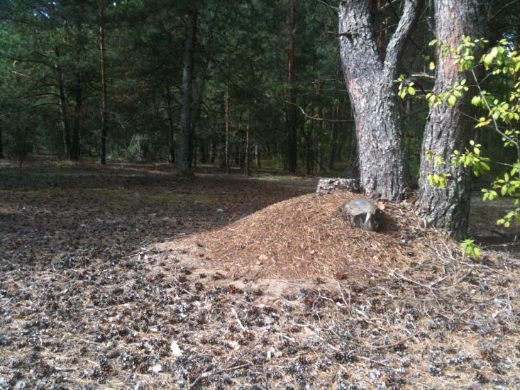 Волиця з panoramio.com - Волиця