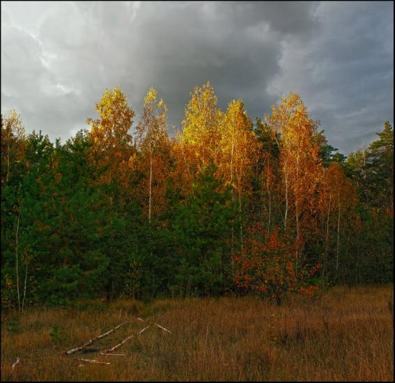 Польова з panoramio.com - Полевая