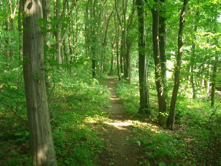 Стуфчинці з panoramio.com - Стуфчинцы