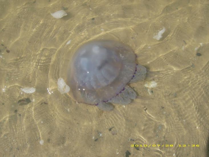 Кошари з panoramio.com - Кошары