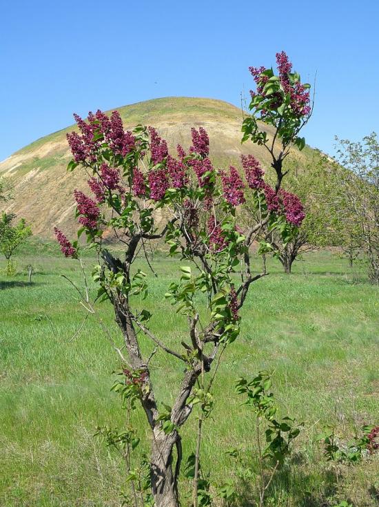 Садовий з panoramio.com - Садовый