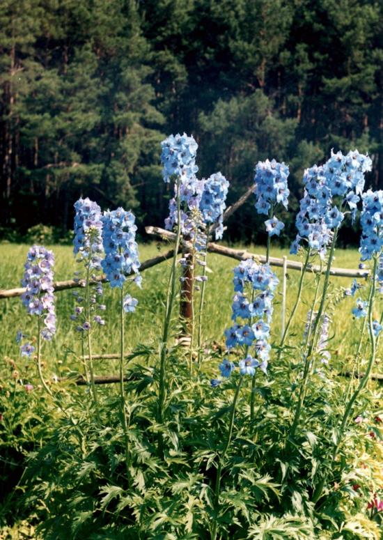 Масківці з panoramio.com - Масковцы