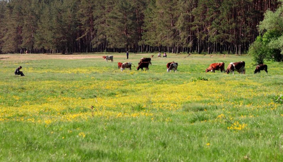 Вовчанськ з panoramio.com - Волчанск