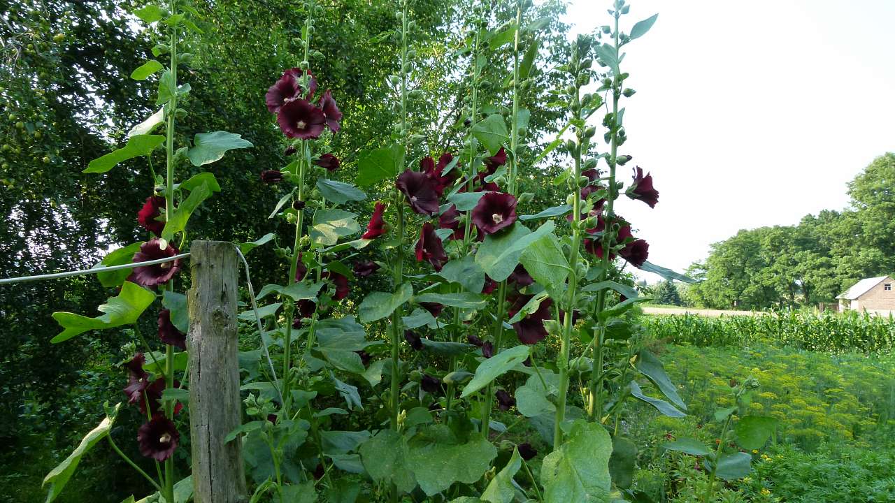 Грибовиця - Грибовиця