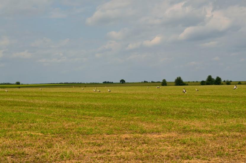 Золотий Потік з panoramio.com - Золотий Потік
