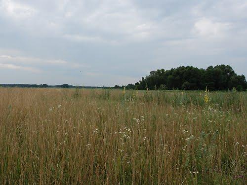 Волошинівка з panoramio.com - Волошинівка