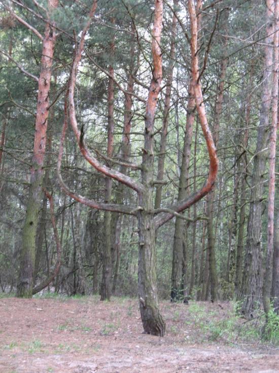 Ровжі з panoramio.com - Ровжи