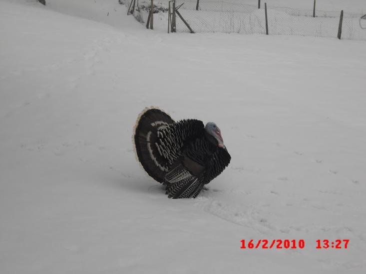 Тисалово з panoramio.com - Тисалово