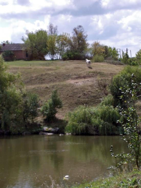 Троща з panoramio.com - Троща