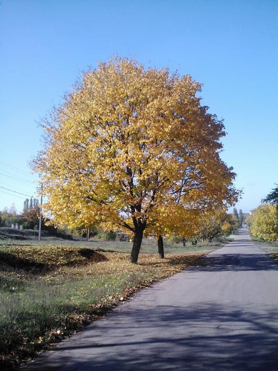 Білики з panoramio.com - Білики