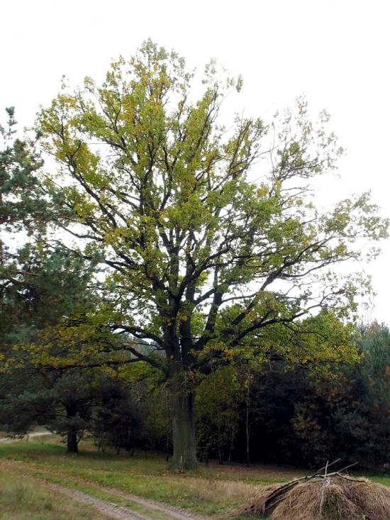 Адамчуки з panoramio.com - Адамчуки