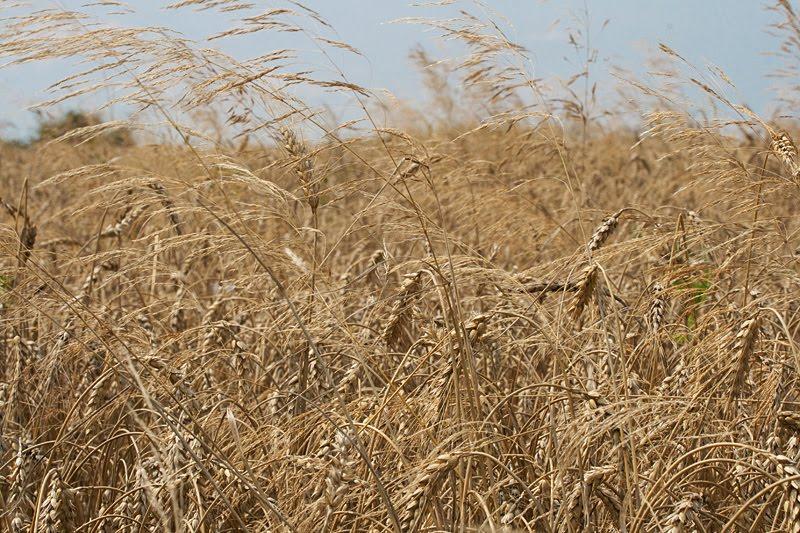 Дігтярне з panoramio.com - Дігтярне