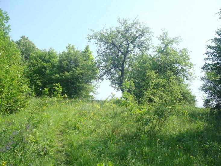 Давидківці з panoramio.com - Давидківці